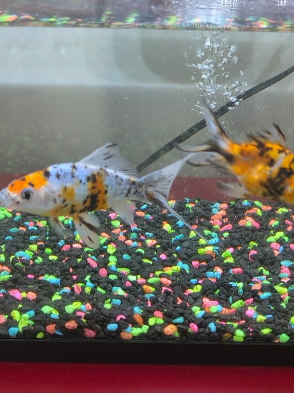 Aquarium 10 Gallons